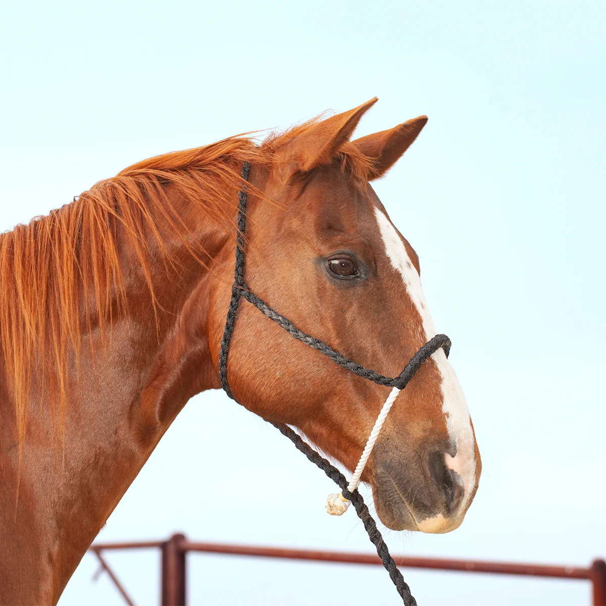 Rope Nose Halter with Lead