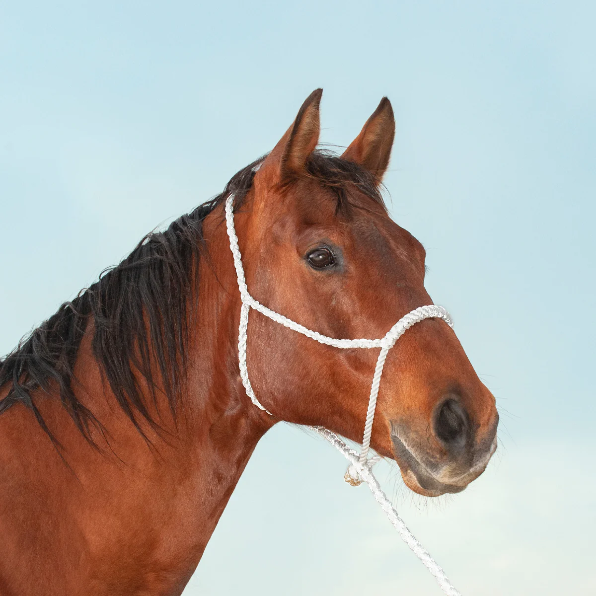 Rope Nose Halter with Lead - Image 2