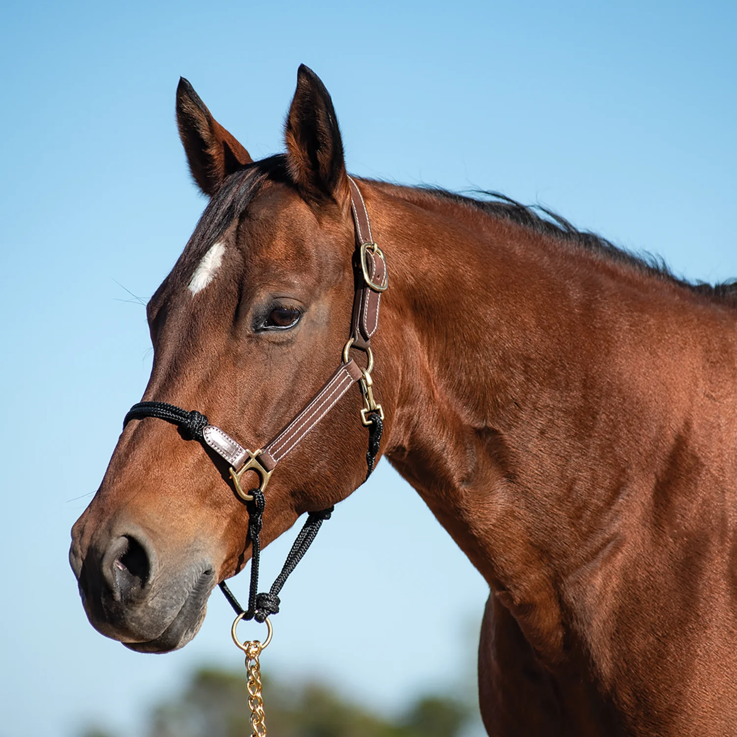 Leather Halter with Rope Nose - Image 1