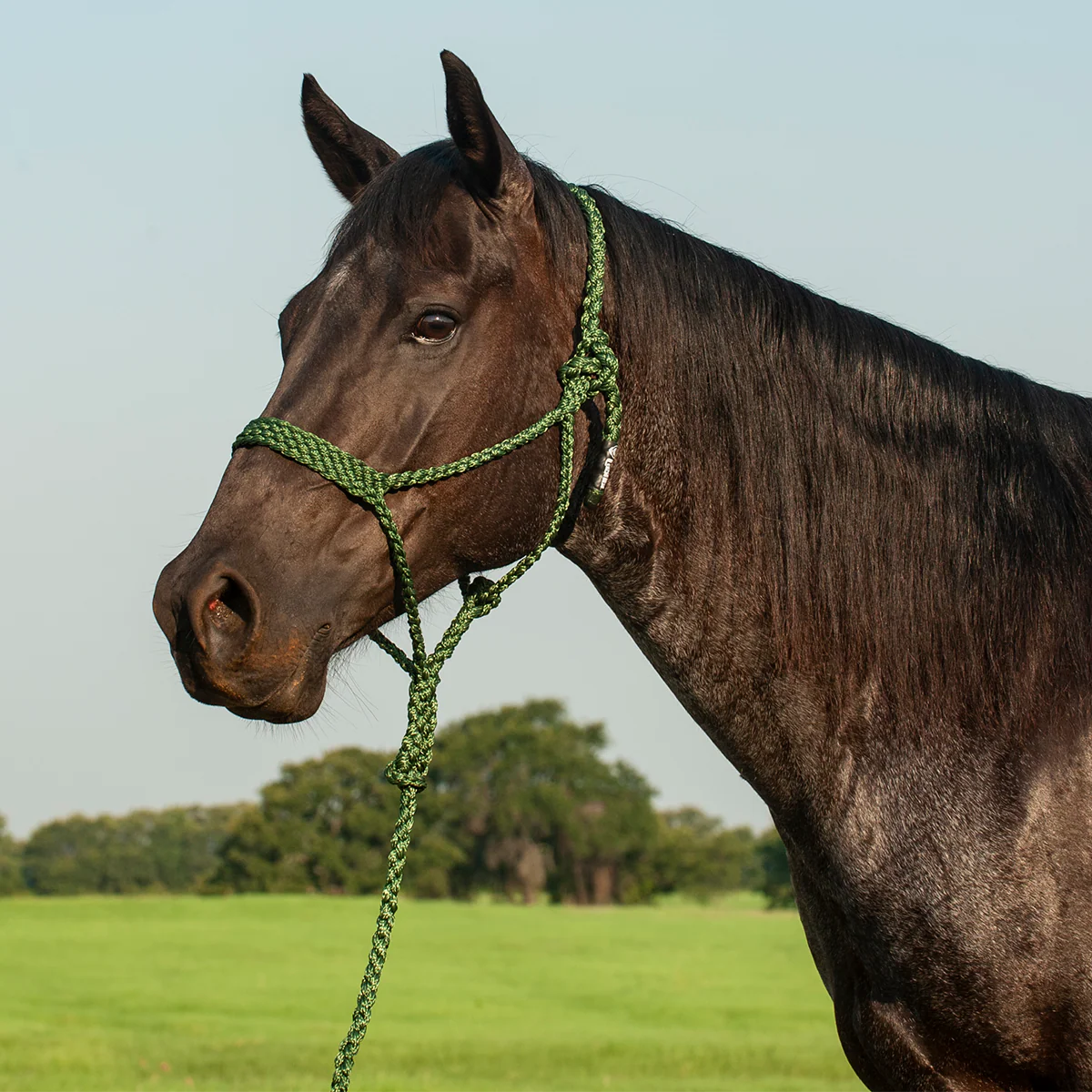 Flat Braid Mule Tape Halter w/ Lead - Image 3