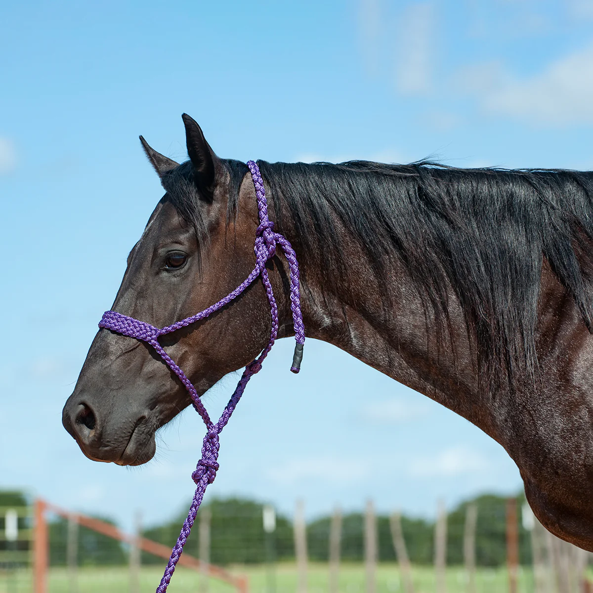 Flat Braid Mule Tape Halter w/ Lead - Image 1
